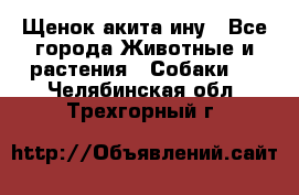 Щенок акита ину - Все города Животные и растения » Собаки   . Челябинская обл.,Трехгорный г.